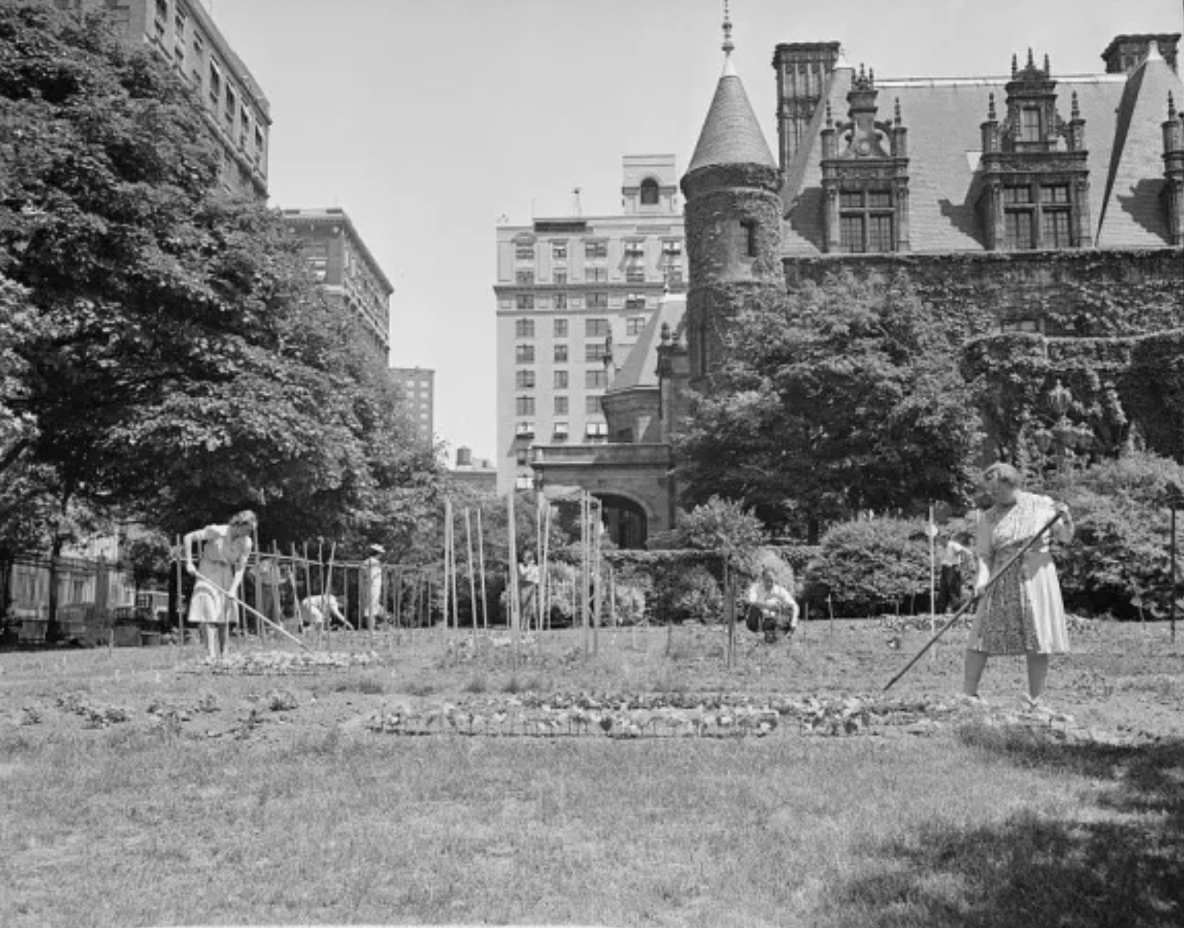 Victory garden near Columbia University 